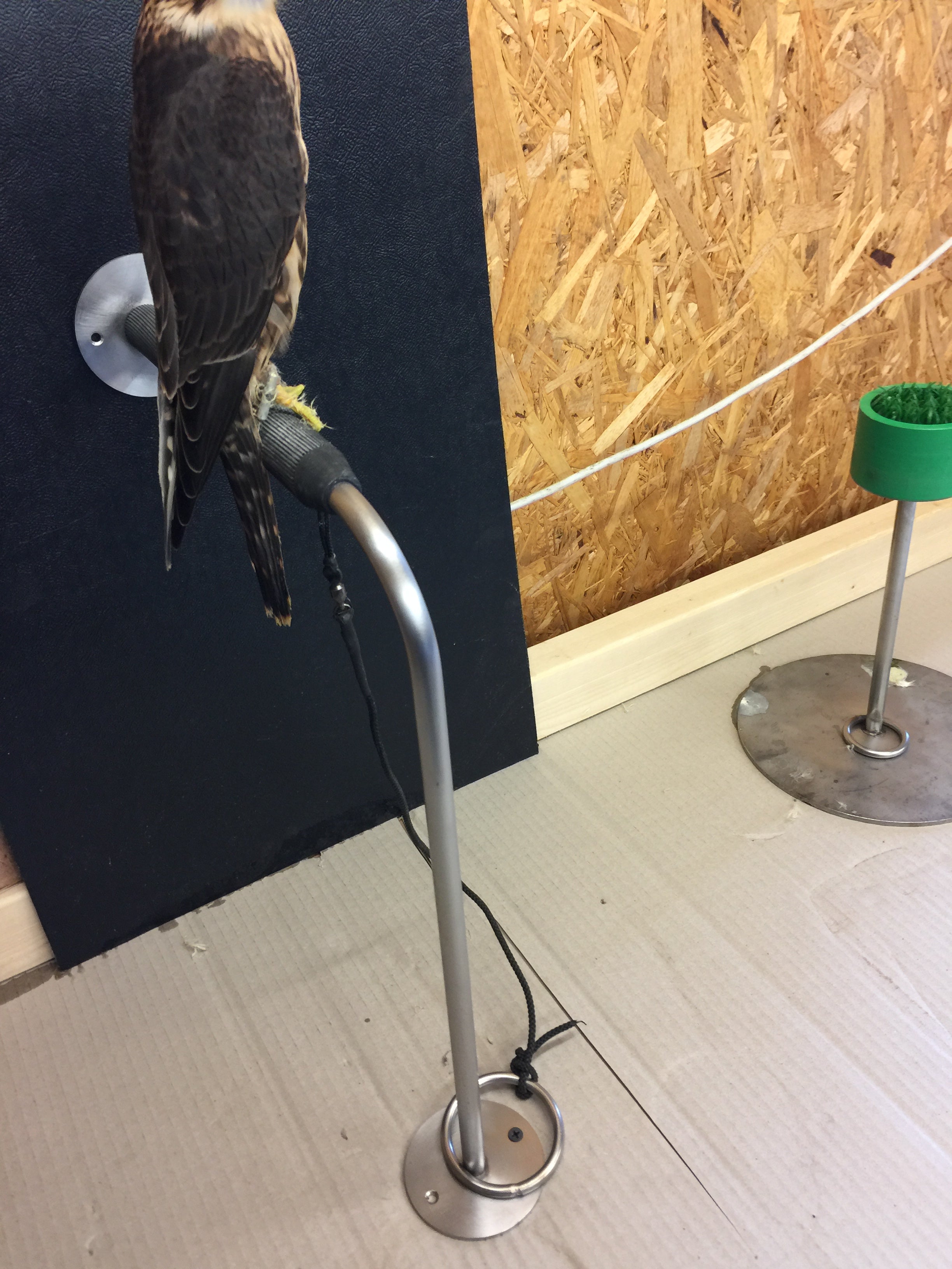 SIDE PERCH image 0