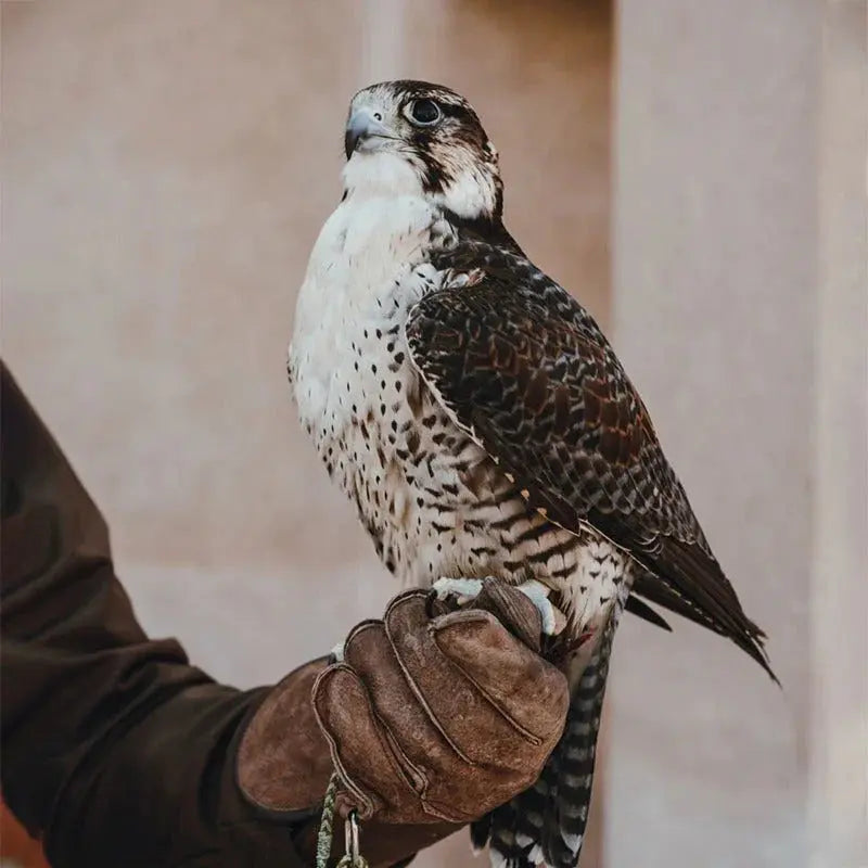 falconry gloves - FULLSUMMED FALCONRY