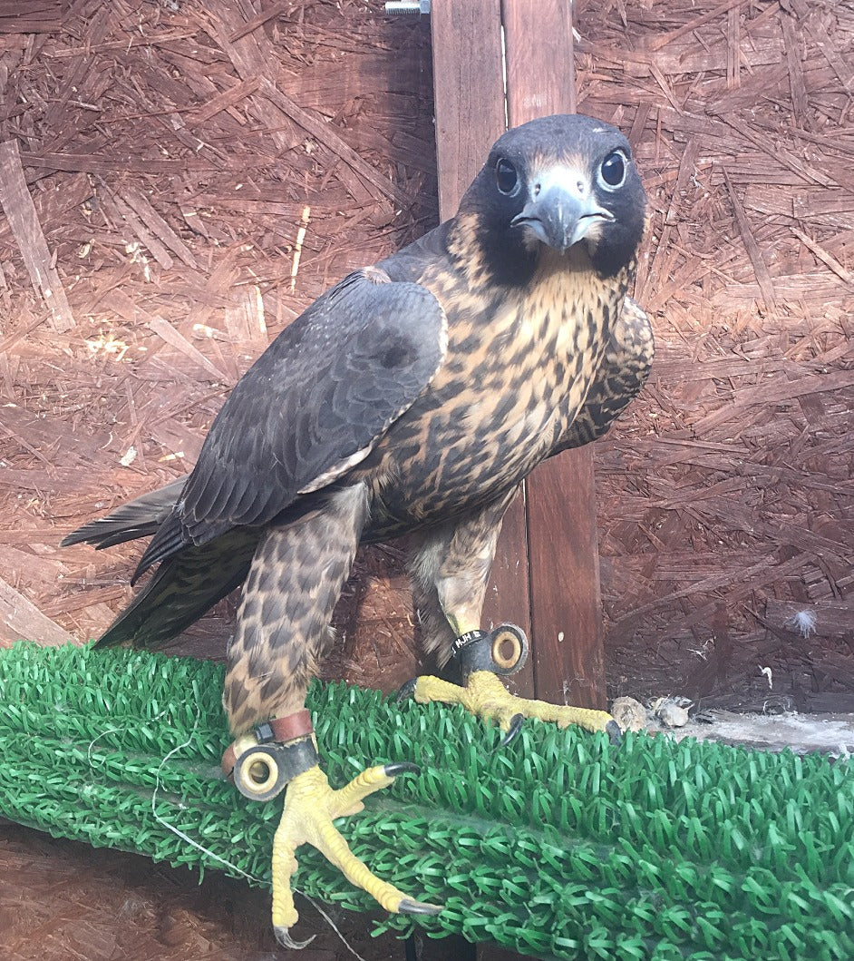 Beginners Starter Kit for male or female falcon image 0