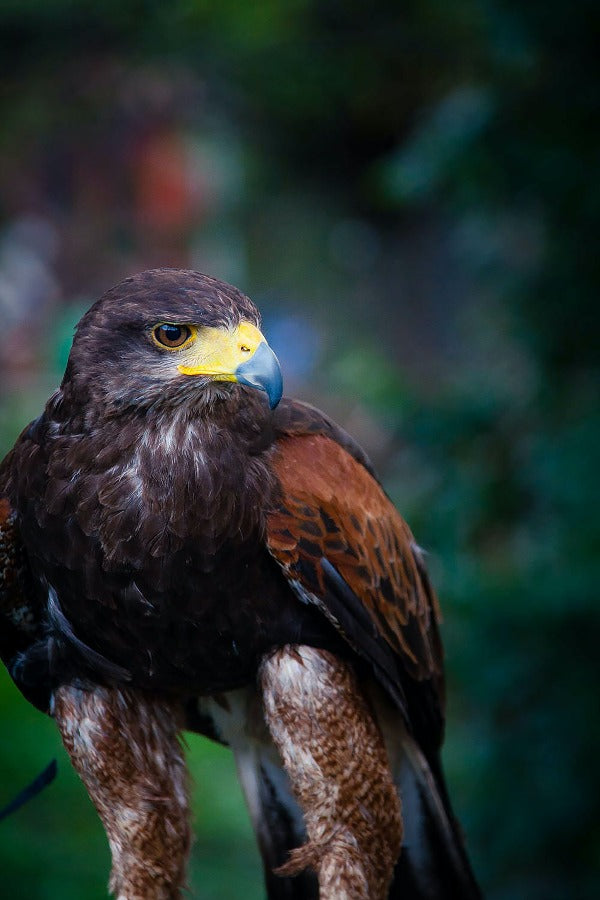 falconry tail guards with side strengtheners in image 0