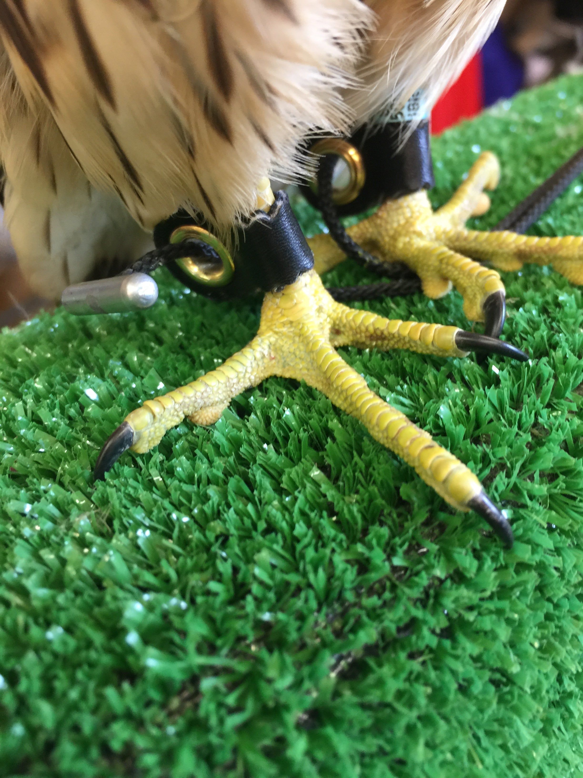 Falcon Anklets image 1