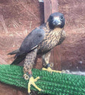 Beginners Starter Kit for male or female falcon [ My Store