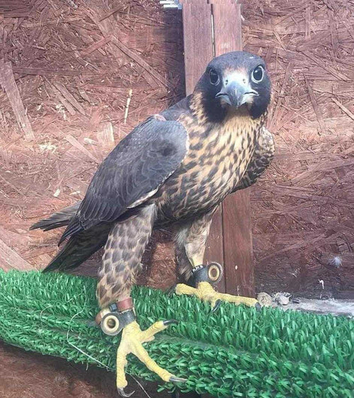 Beginners Starter Kit for male or female falcon [ My Store