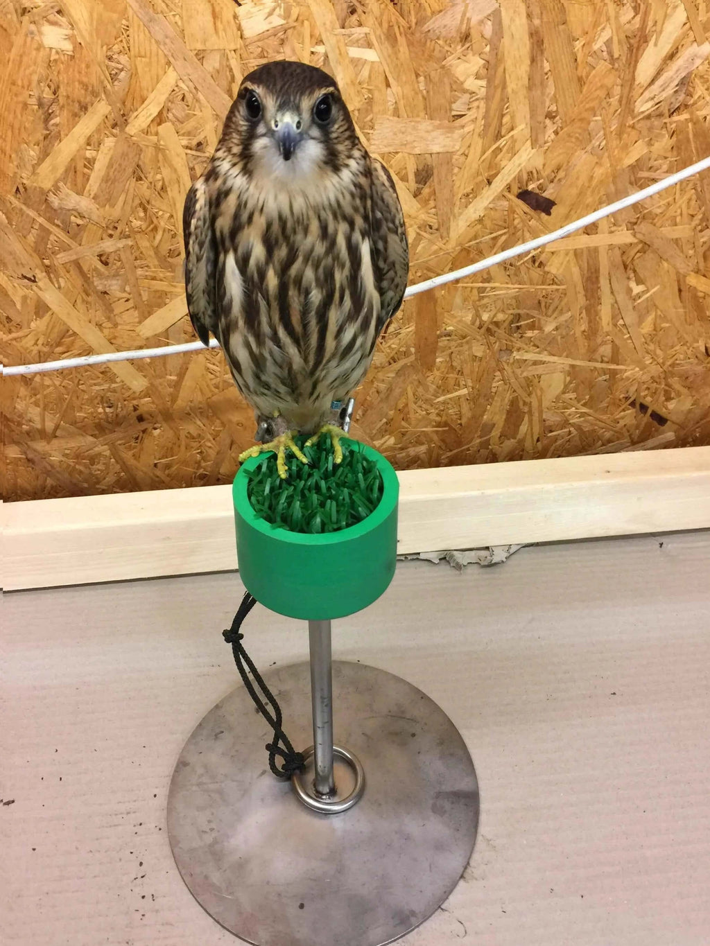 A falcon standing on Nylon Blocks setup, demonstrating ideal training equipment for falconry.