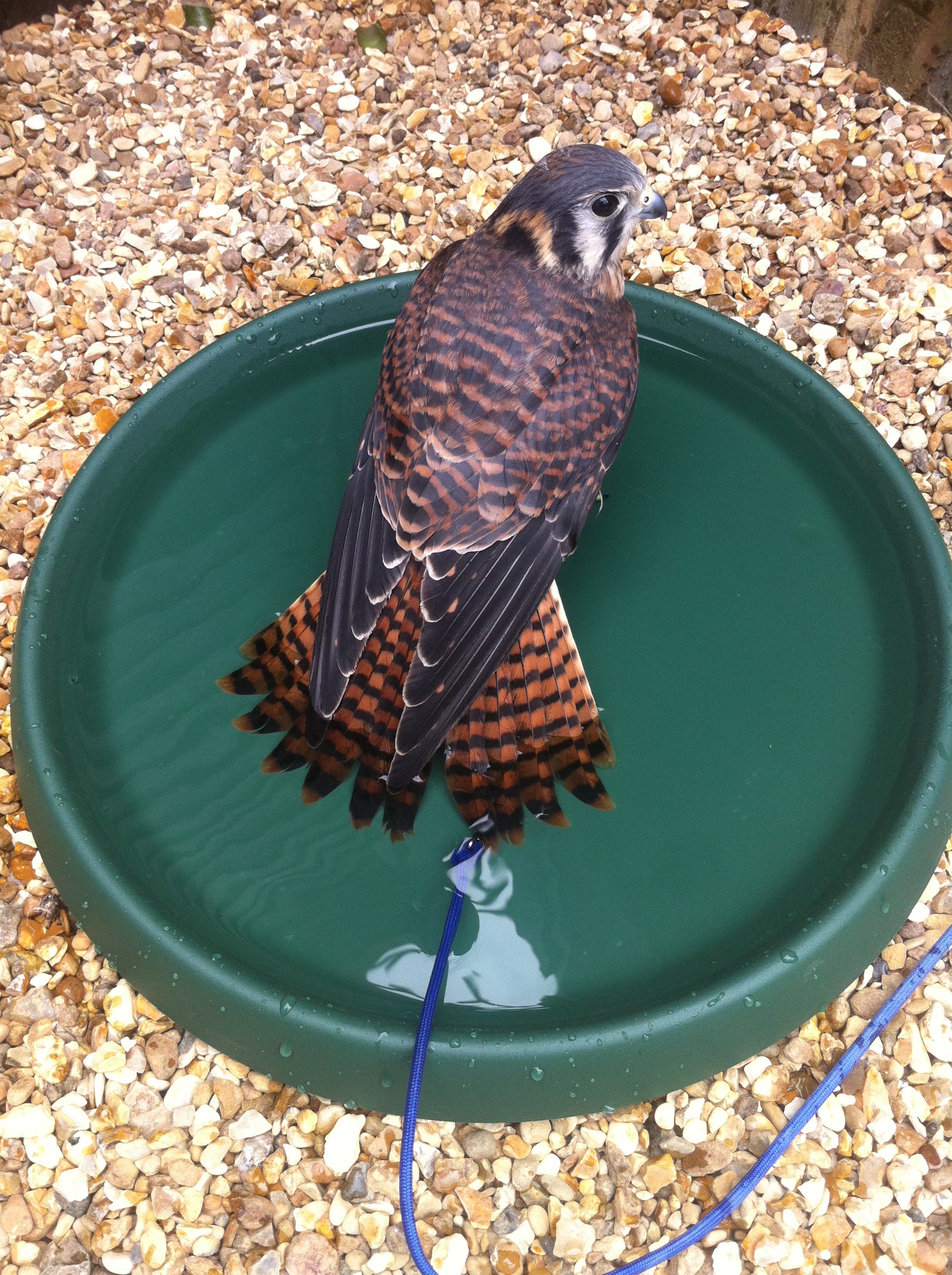 Falconry Baths image 0