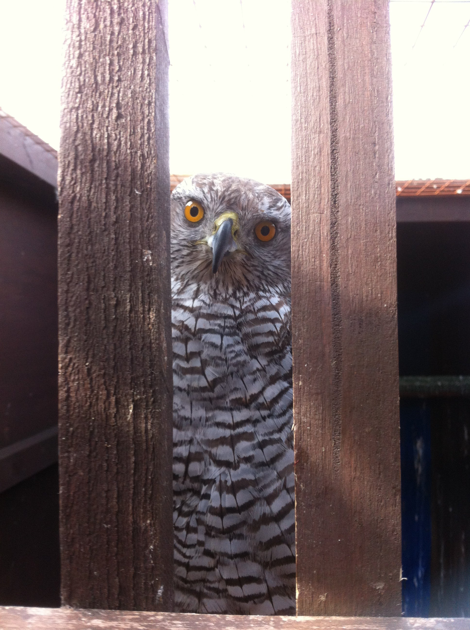 Beginners Starter Kit for male or female Hawk image 0