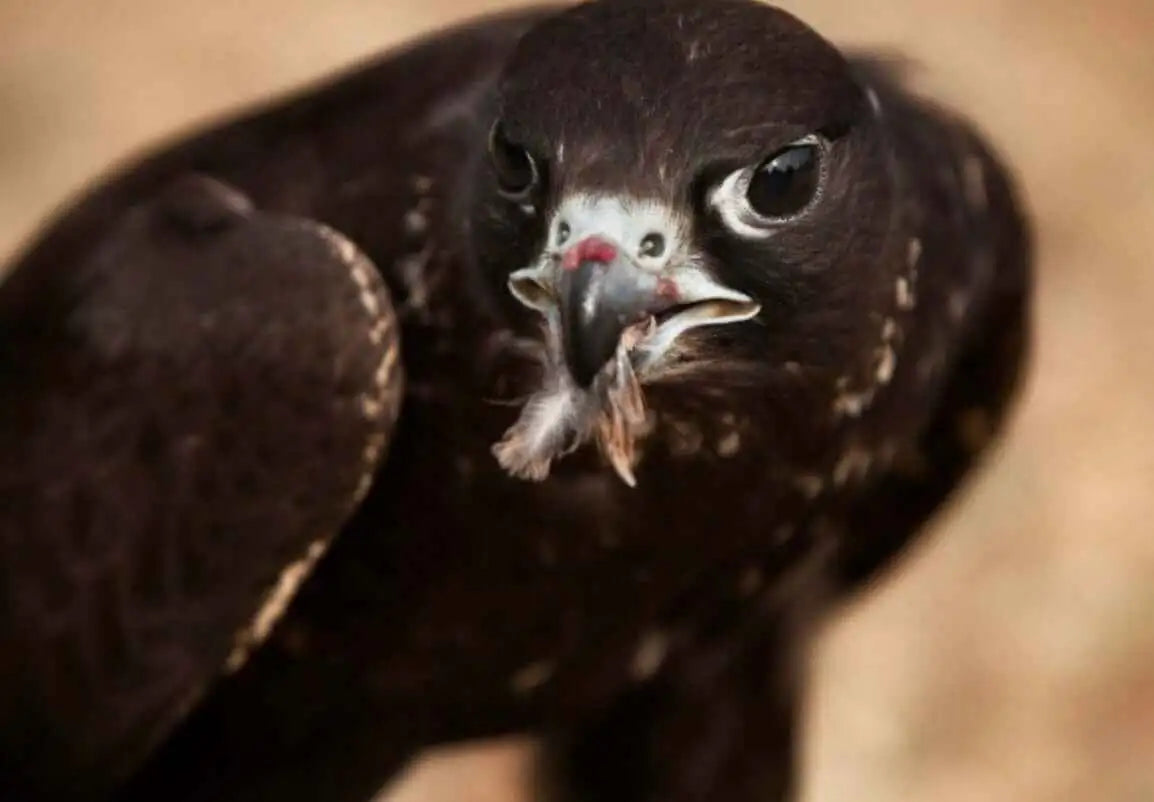 A dark-feathered hawk with a sharp, hooked beak holds a small prey item in its talons.