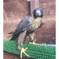 Falconry Starter Kit for Male or Female Falcons