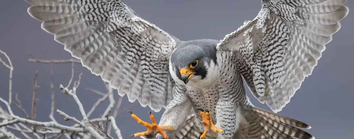 A gray and white peregrine falcon with black-streaked wings, yellow beak, and orange feet perched on bare branches.