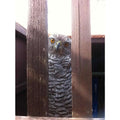 Hawk Starter Kit for Beginner Falconers