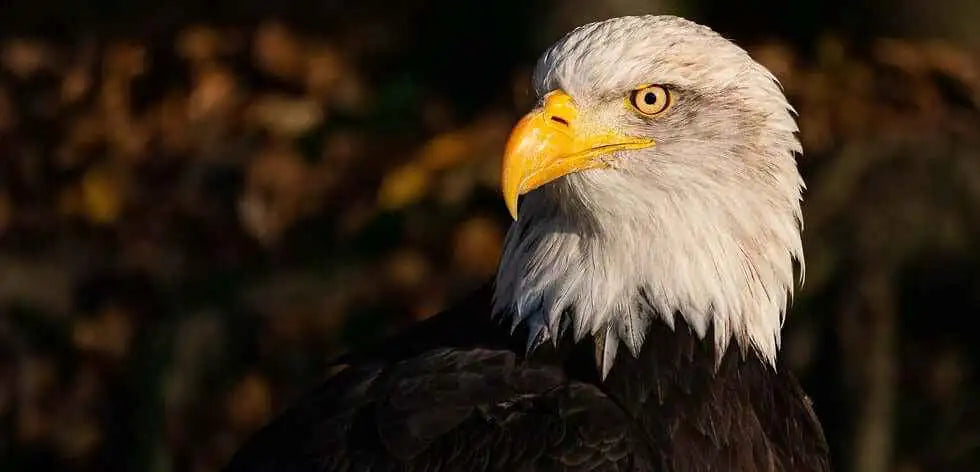 A majestic bald eagle with a stark white head, piercing yellow eyes, and a sharp, curved yellow beak set against dark feathers.
