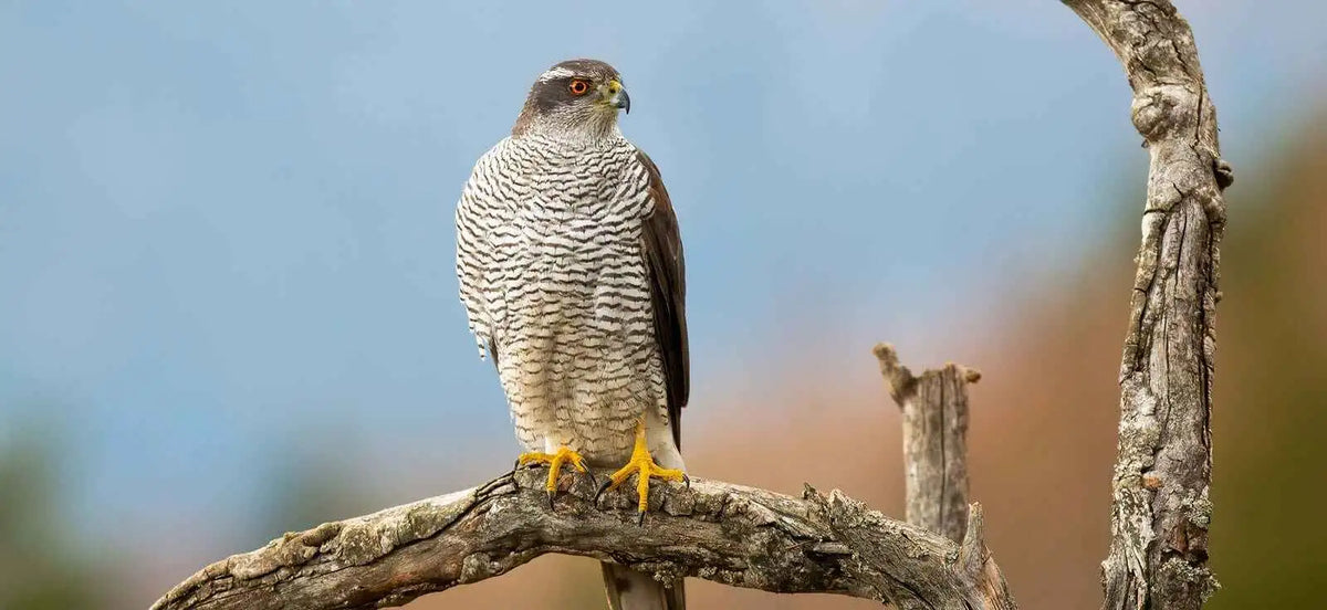 A majestic goshawk with striking black-and-white barred plumage, piercing red eyes, and bright yellow talons perched regally on a gnarled tree branch.