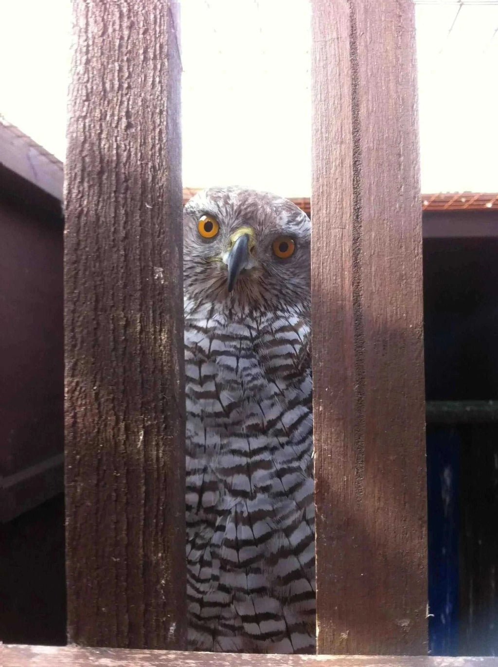 Beginners Starter Kit for male or female Hawk [ My Store