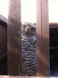 Beginners Starter Kit for male or female Hawk [ My Store