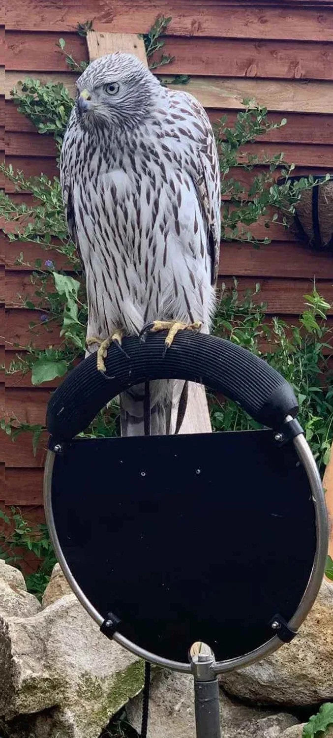 A hawk standing on a rotating ring perch for falconry enhancing its comfort and well-being.