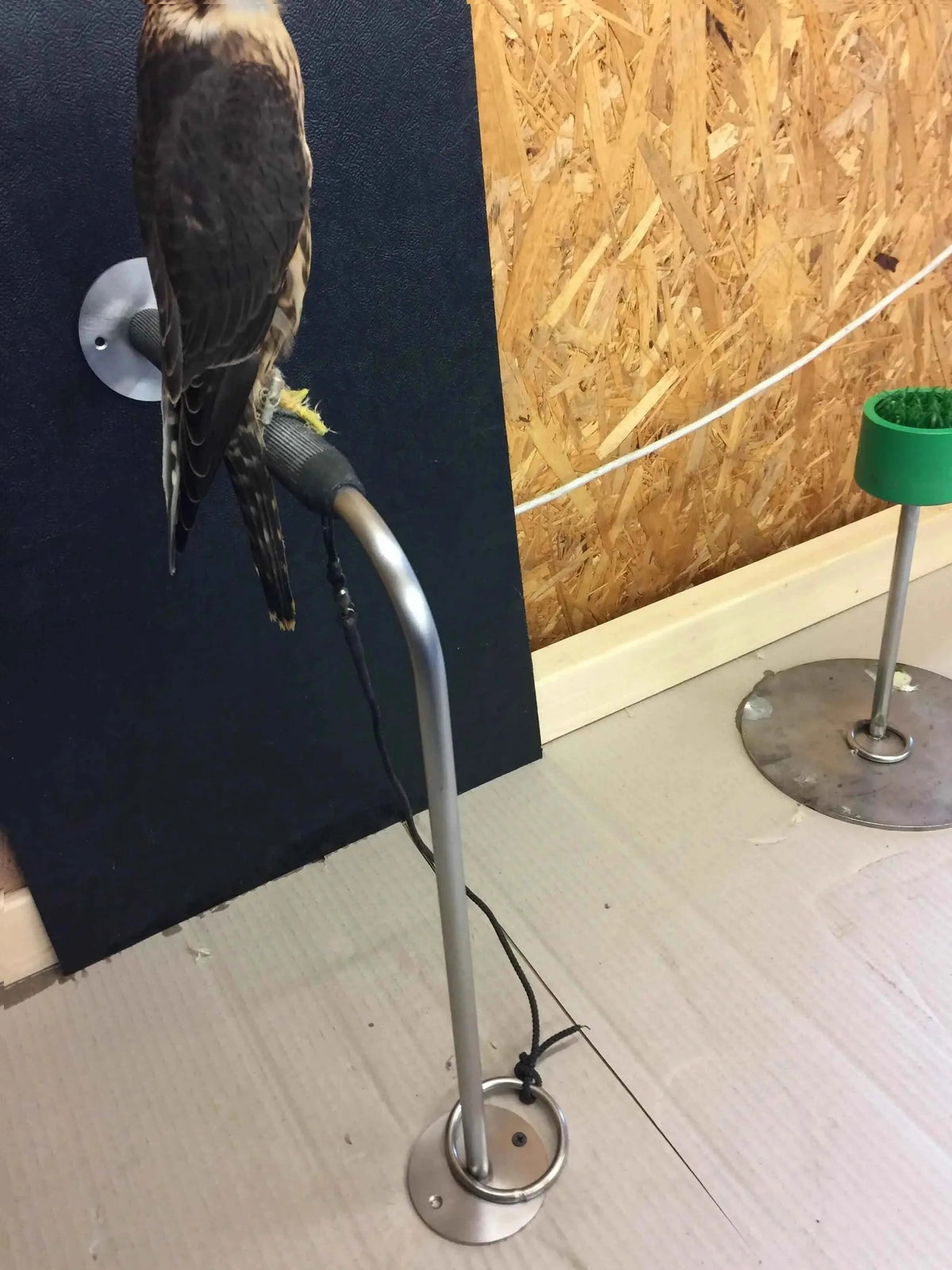 SIDE PERCH-FULLSUMMED FALCONRY