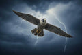 Falconry Field Jesses [ My Store