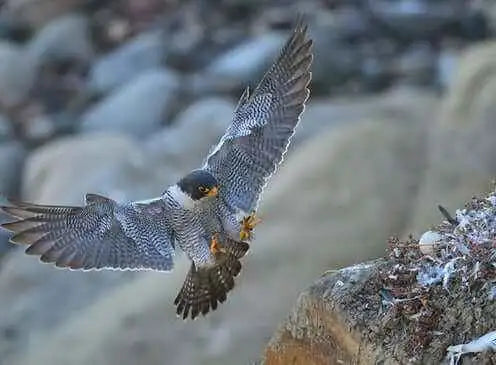 A sleek, gray and black peregrine falcon with a sharp yellow beak is captured mid-flight over rocky terrain.