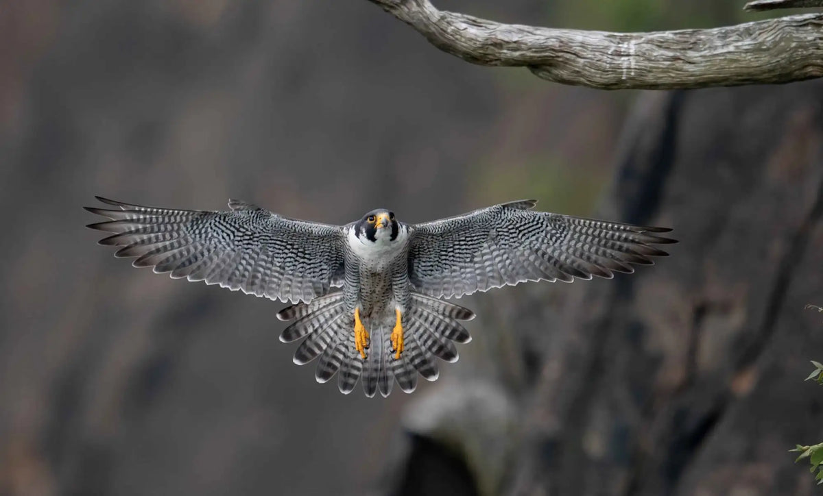 A sleek, gray and white falcon with striking yellow feet in mid-flight.