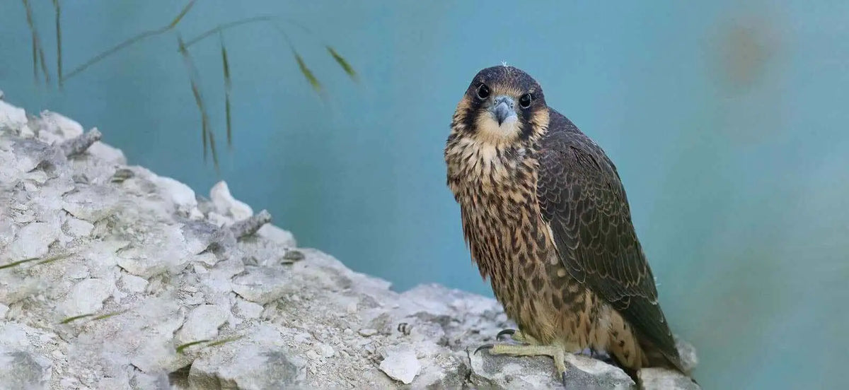 A sleek peregrine falcon with dark brown and speckled feathers perched on a rocky outcrop.